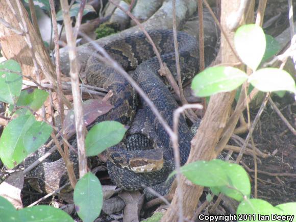 Eastern Cottonmouth (Agkistrodon piscivorus piscivorus)