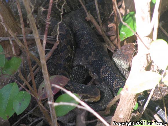 Eastern Cottonmouth (Agkistrodon piscivorus piscivorus)