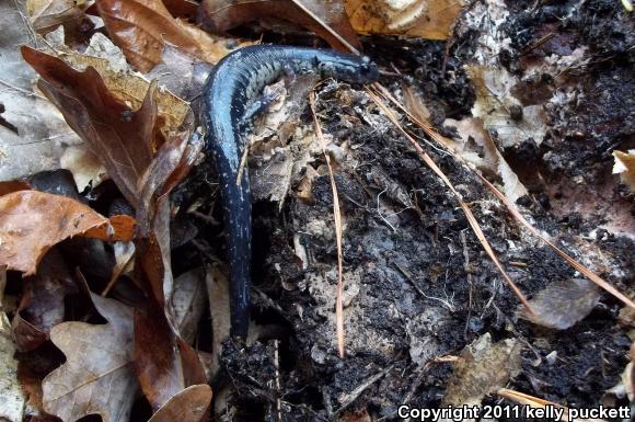 Atlantic Coast Slimy Salamander (Plethodon chlorobryonis)