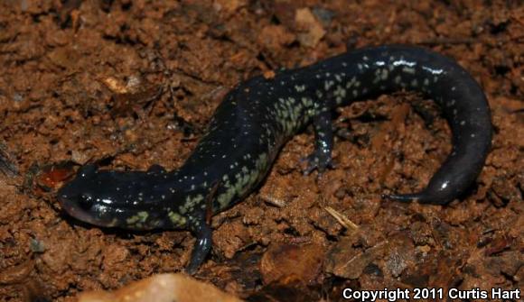 Northern Slimy Salamander (Plethodon glutinosus)