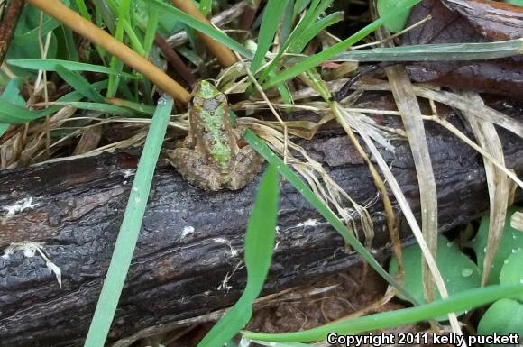 Eastern Cricket Frog (Acris crepitans crepitans)