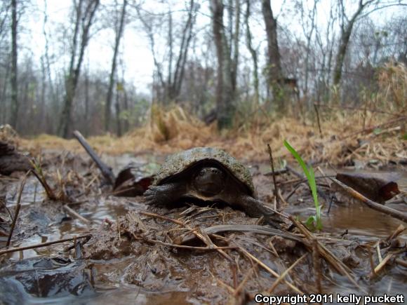 Eastern Musk Turtle (Sternotherus odoratus)