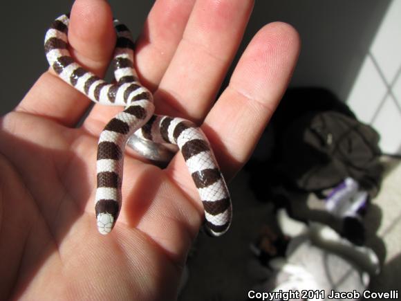 Mojave Shovel-nosed Snake (Chionactis occipitalis occipitalis)