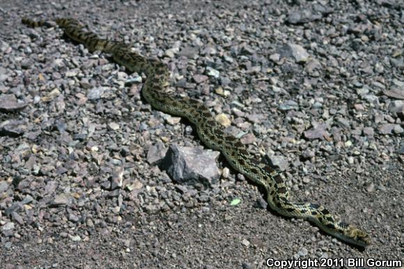 Sonoran Gopher Snake (Pituophis catenifer affinis)