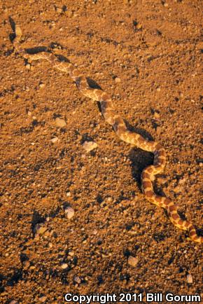 Sonoran Gopher Snake (Pituophis catenifer affinis)