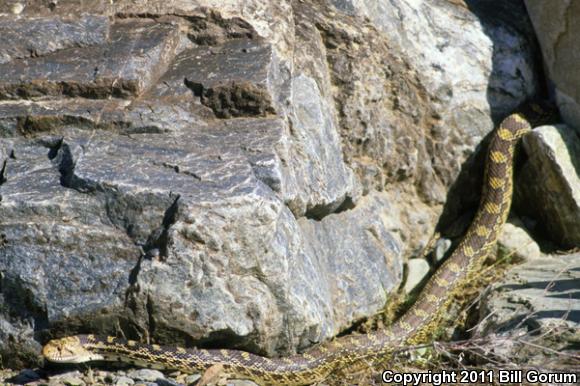 Sonoran Gopher Snake (Pituophis catenifer affinis)