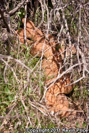 Red Diamond Rattlesnake (Crotalus ruber)