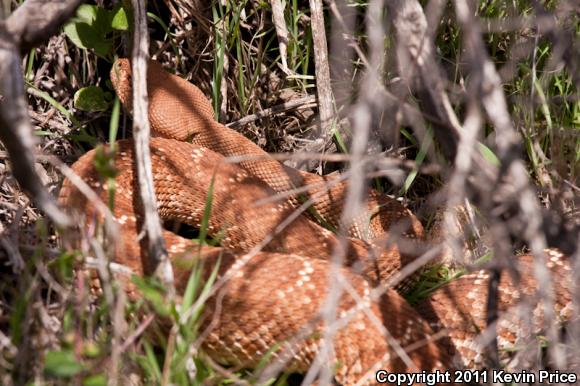 Red Diamond Rattlesnake (Crotalus ruber)