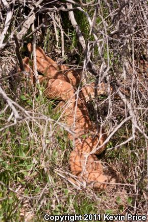 Red Diamond Rattlesnake (Crotalus ruber)