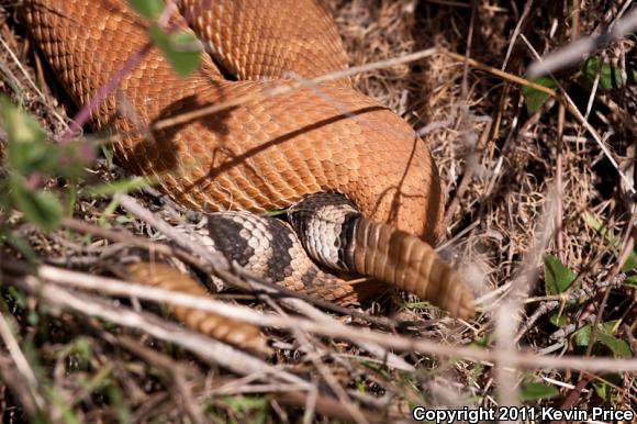 Red Diamond Rattlesnake (Crotalus ruber)