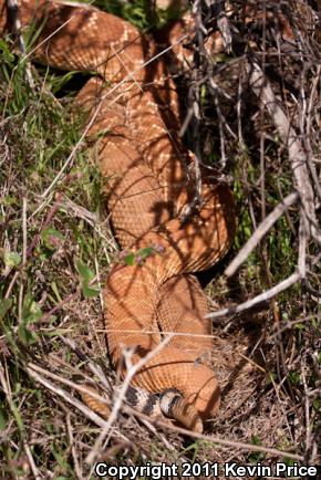 Red Diamond Rattlesnake (Crotalus ruber)