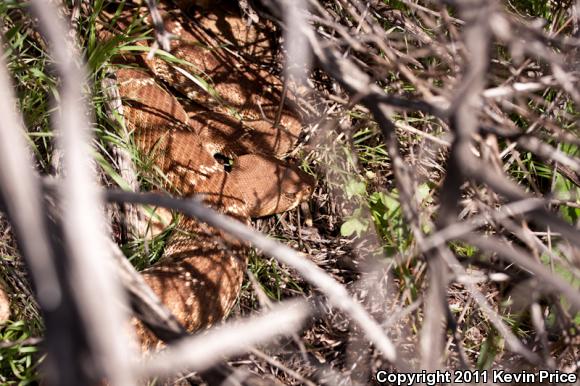 Red Diamond Rattlesnake (Crotalus ruber)