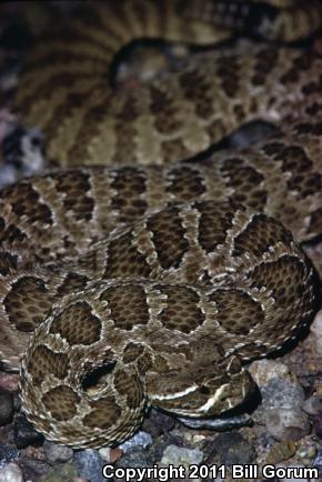 Prairie Rattlesnake (Crotalus viridis)