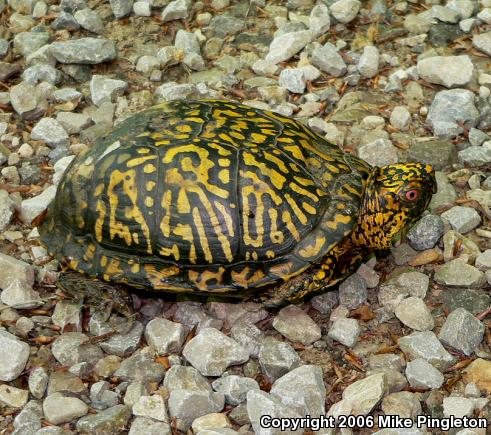 Eastern Box Turtle (Terrapene carolina carolina)