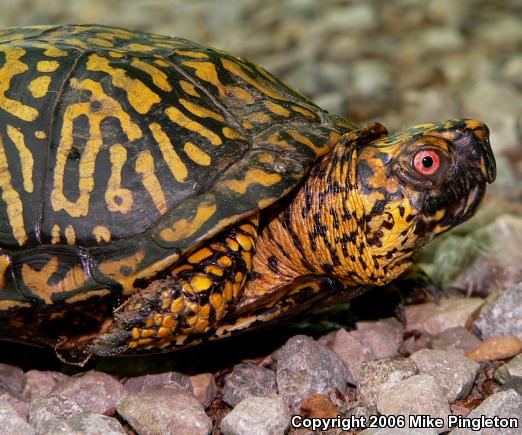 Eastern Box Turtle (Terrapene carolina carolina)