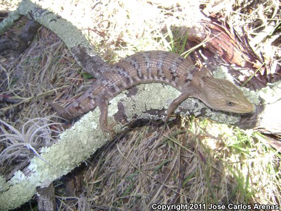 Weigman's Alligator Lizard (Gerrhonotus liocephalus)