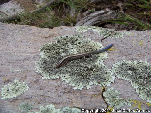 Oak Forest Skink (Plestiodon lynxe)