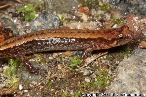 Seepage Salamander (Desmognathus aeneus)