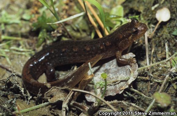Ouachita Dusky Salamander (Desmognathus brimleyorum)