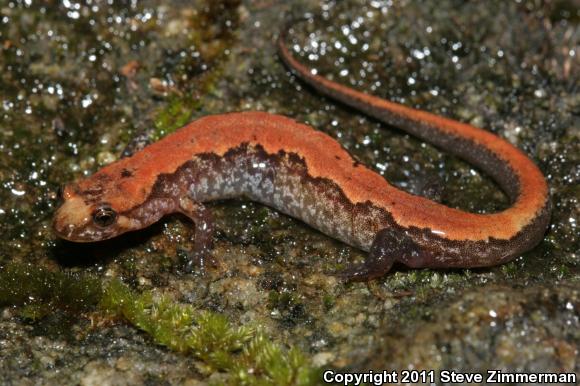 Carolina Mountain Dusky Salamander (Desmognathus carolinensis)