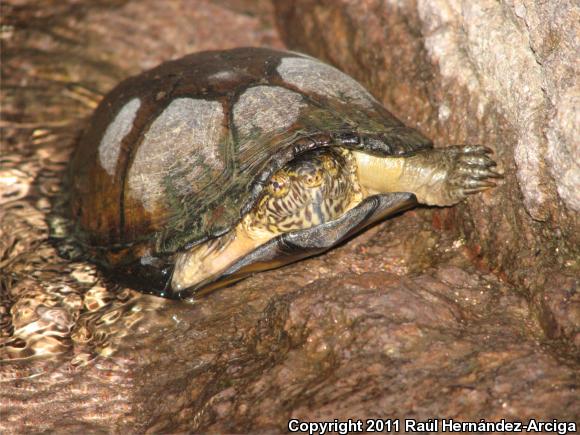 Mexican Mud Turtle (Kinosternon integrum)