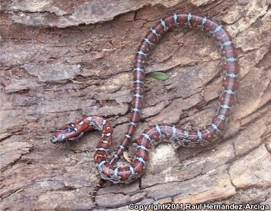 San Luis Potosi Kingsnake (Lampropeltis mexicana)