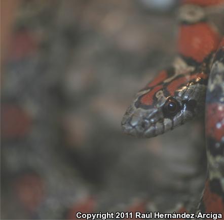 San Luis Potosi Kingsnake (Lampropeltis mexicana)