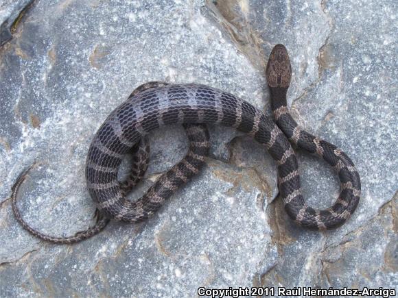 Banded Cat-eyed Snake (Leptodeira annulata)