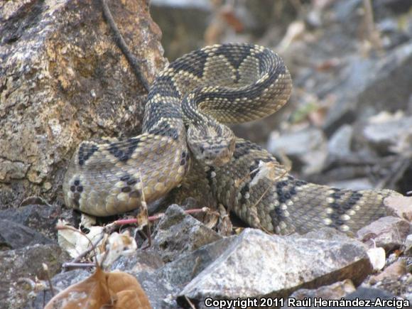 Tontonacan Rattlesnake (Crotalus totonacus)