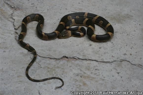 Northern Cat-eyed Snake (Leptodeira septentrionalis)