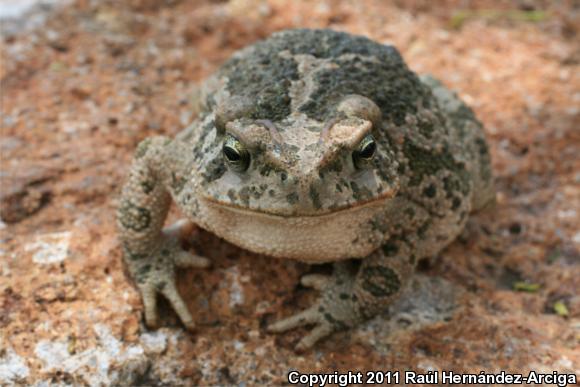 Pine Toad (Ollotis occidentalis)