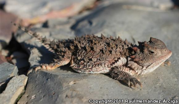 Boucard's Horned Lizard (Phrynosoma orbiculare boucardii)