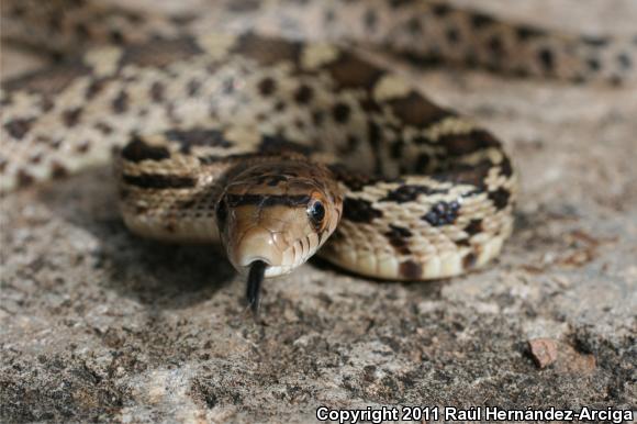 Mexican Bullsnake (Pituophis deppei deppei)