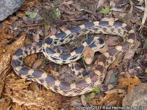 Northern Mexican Bullsnake (Pituophis deppei jani)