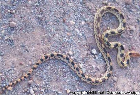 Mexican Bullsnake (Pituophis deppei deppei)