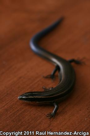 Four-lined Skink (Plestiodon tetragrammus)