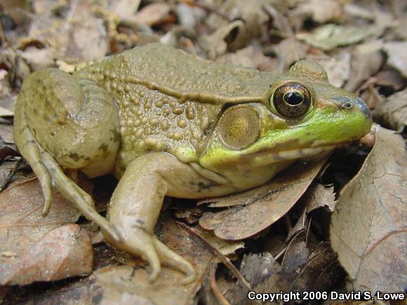 Northern Green Frog (Lithobates clamitans melanota)