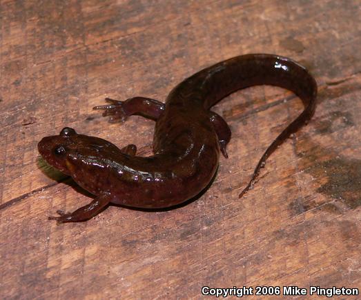 Northern Dusky Salamander (Desmognathus fuscus)