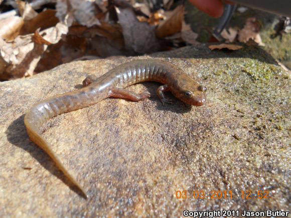 Black Mountain Salamander (Desmognathus welteri)