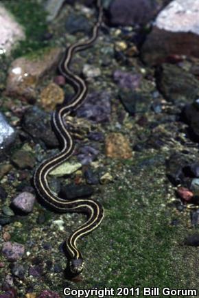 Brown Gartersnake (Thamnophis eques megalops)
