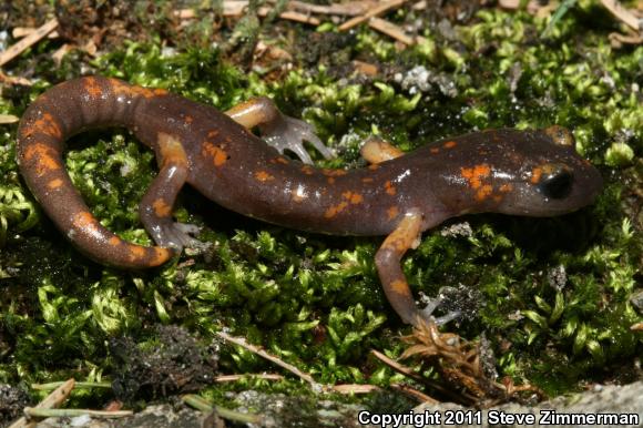 Sierra Nevada Ensatina (Ensatina eschscholtzii platensis)