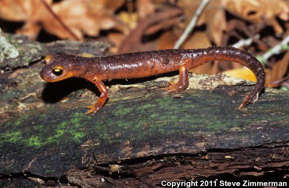 Yellow-eyed Ensatina (Ensatina eschscholtzii xanthoptica)