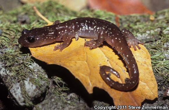 Arboreal Salamander (Aneides lugubris)