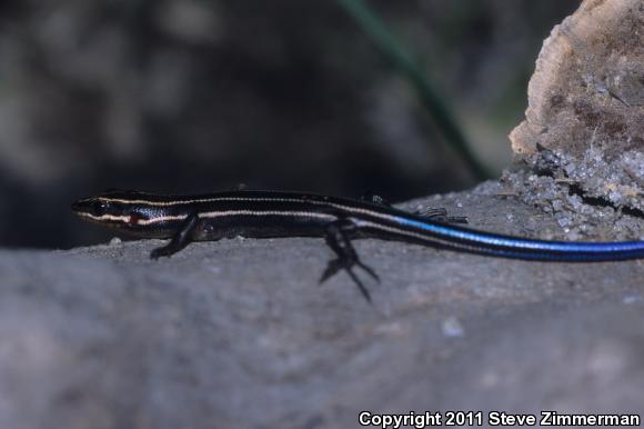 Five-lined Skink (Plestiodon fasciatus)