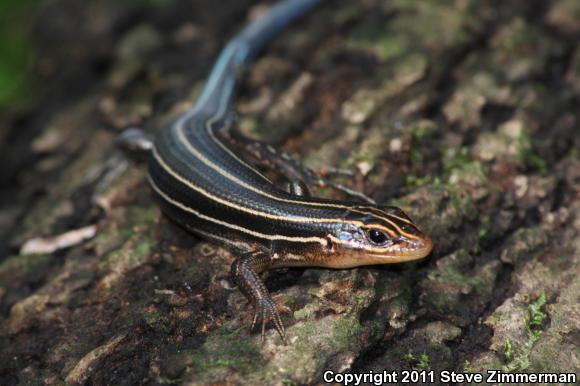 Five-lined Skink (Plestiodon fasciatus)