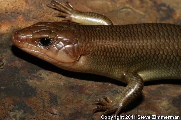 Greater Brown Skink (Plestiodon gilberti gilberti)