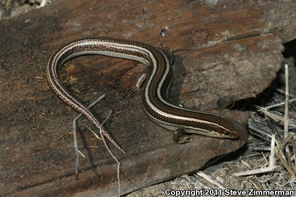 Western Skink (Plestiodon skiltonianus)