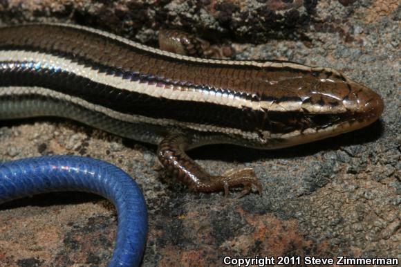 Western Skink (Plestiodon skiltonianus skiltonianus)