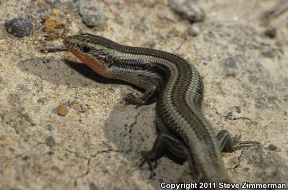 Western Skink (Plestiodon skiltonianus)