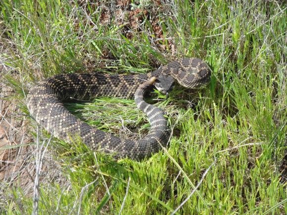 Southern Pacific Rattlesnake (Crotalus oreganus helleri)